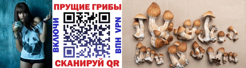 где купить наркотик  Ленинск  Галлюциногенные грибы GOLDEN TEACHER 